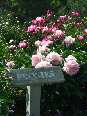 In full bloom In full bloom